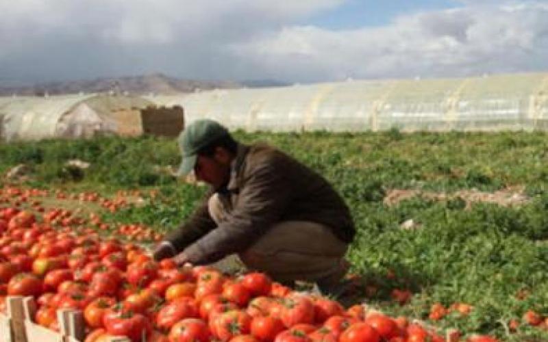 الغذاء والدواء: صلاحية المنتج الصلاحي التصديري للاستهلاك البشري