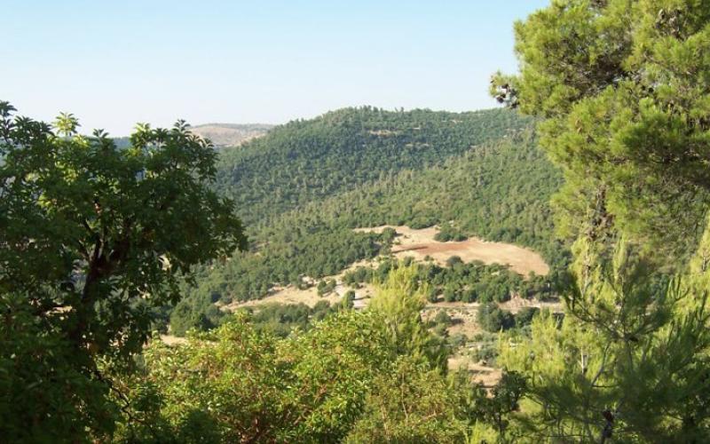 رقابة الكترونية لغابات عجلون