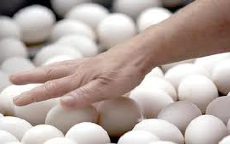 وقف تحديد سقوف سعرية للبيض