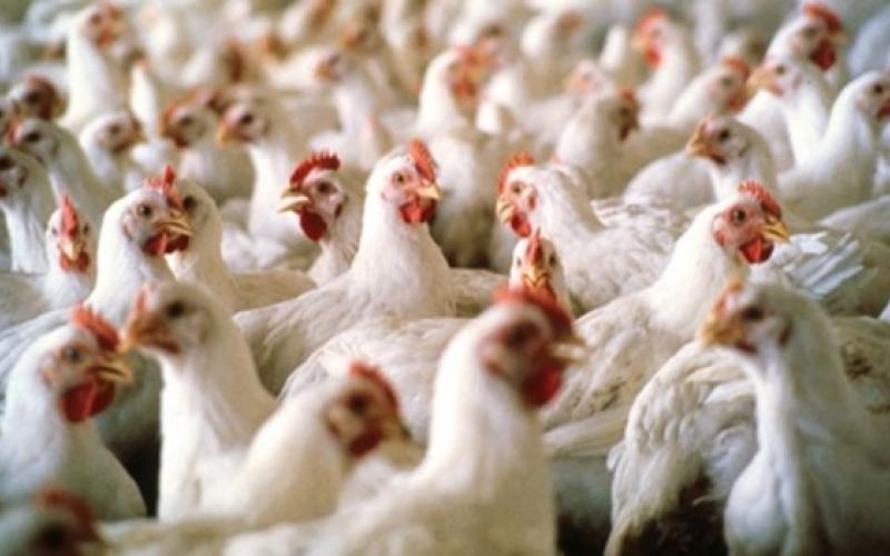 وضع مؤشر سعري للدجاج