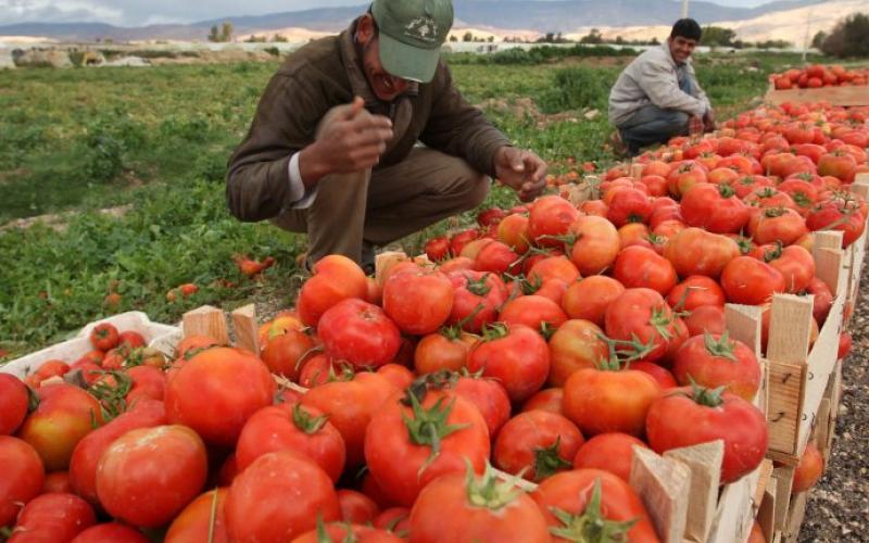 "المزارعين": مشغل تجفيف البندورة يستوعب فائض الإنتاج