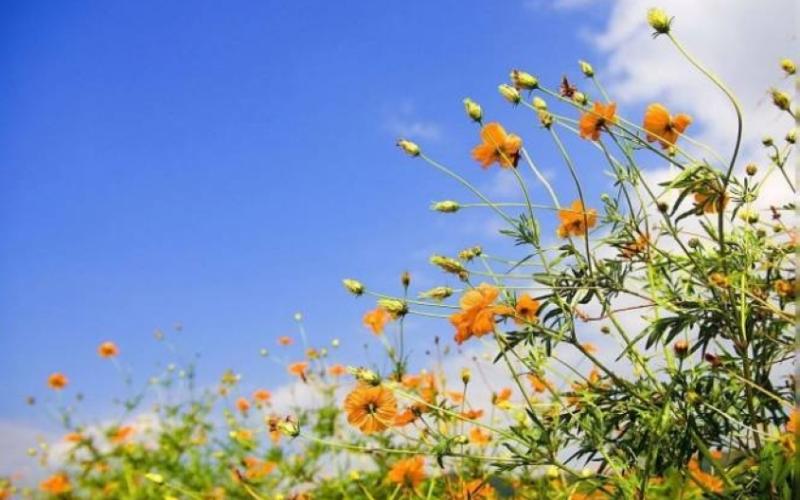 أجواء مشمسة وانخفاض طفيف على الحرارة