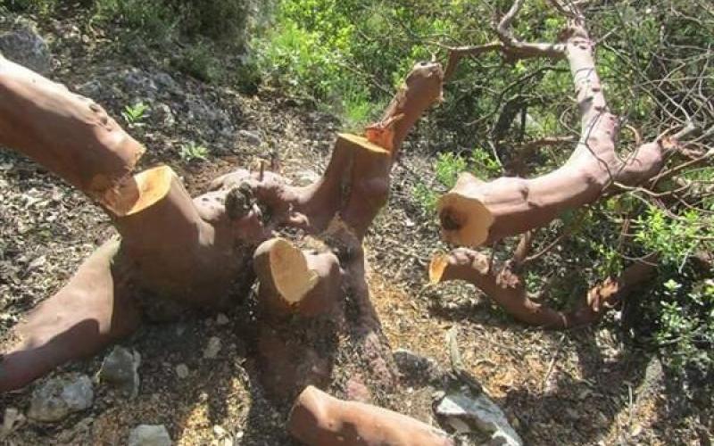 طائرات بدون طيار لمراقبة التعديات على الغابات