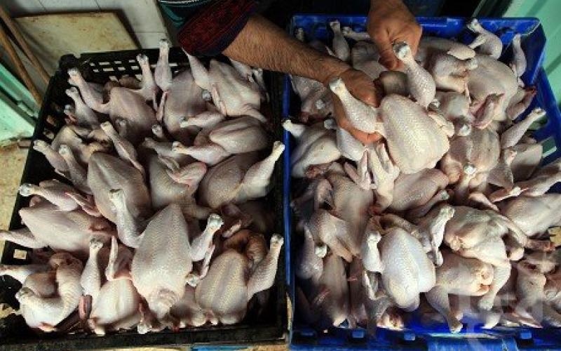 تهمة "تدوال غذاء غير صالح" لـ4 متهمين بقضية الدجاج الفاسد