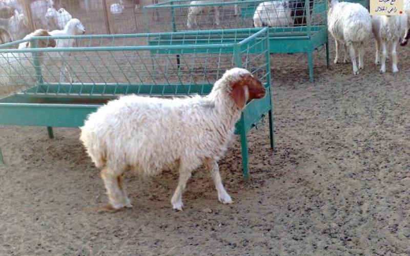 ترحيل 5 حظائر لبيع الأضاحي أقيمت عشوائيا على شارع ياجوز