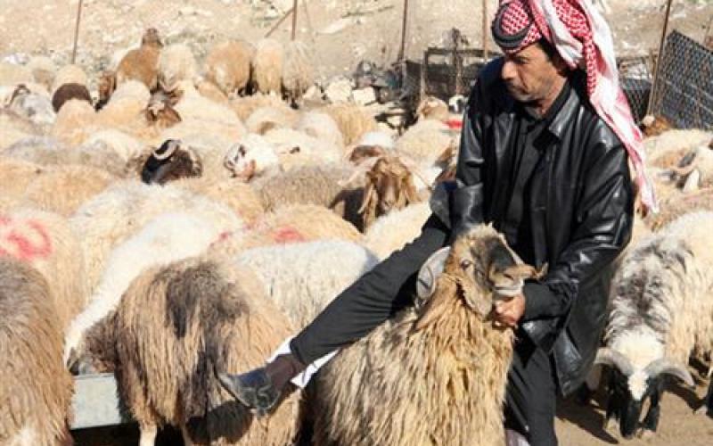 الأمانة: استكمال إزالة حظائر الأضاحي