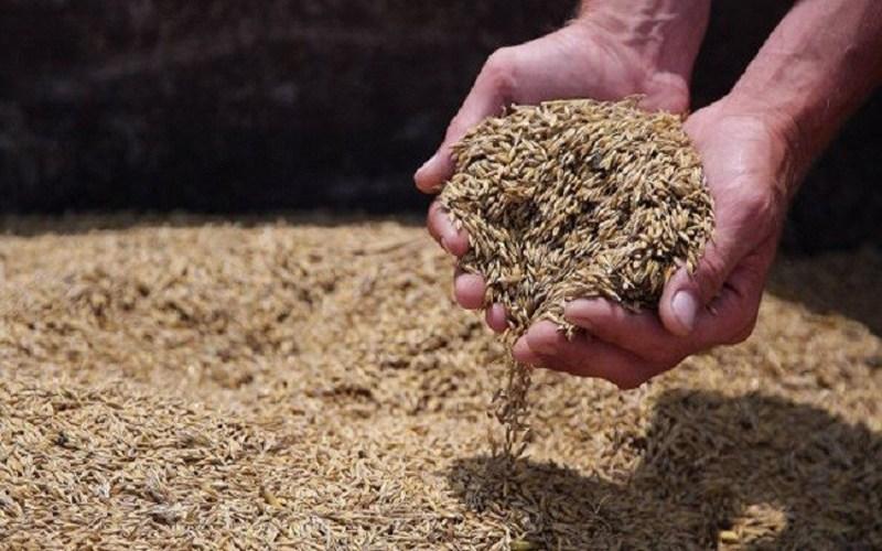 الأردن يطرح مناقصة لشراء 100 ألف طن من علف الشعير