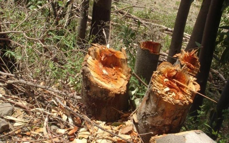 تراجع في الإعتداء على الثروة الحرجية