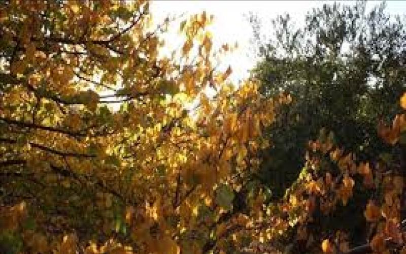 أجواء خريفية نهارا ومائلة للبرودة مساء