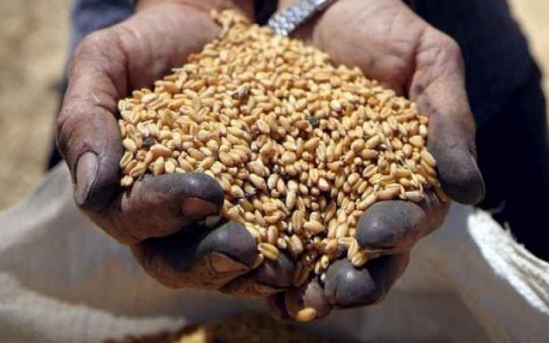 الأردن يطرح مناقصتين لشراء قمح وشعير