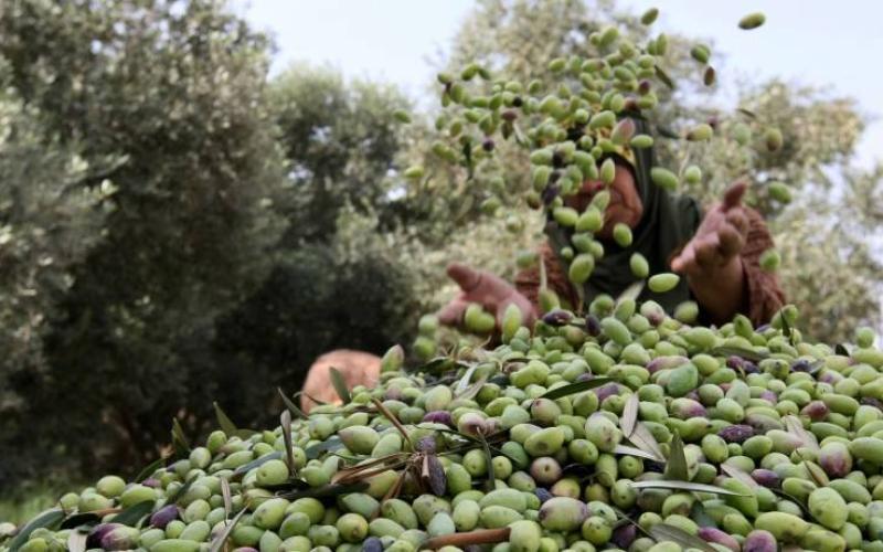 3 آلاف طن زيتون صدرت إلى إسرائيل