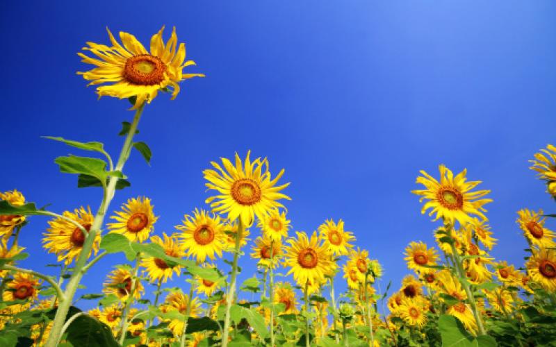 اجواء لطيفة حتى الاربعاء