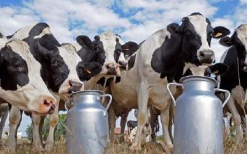 مربو المواشي يعتصمون احتجاجا على استيراد الحليب