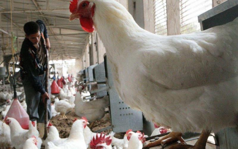 تعليق استيراد الدواجن السعودية