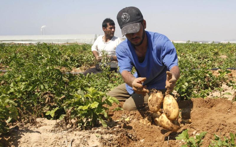 ٤٠٪ من المزارعين مطلوبين للتنفيذ القضائي