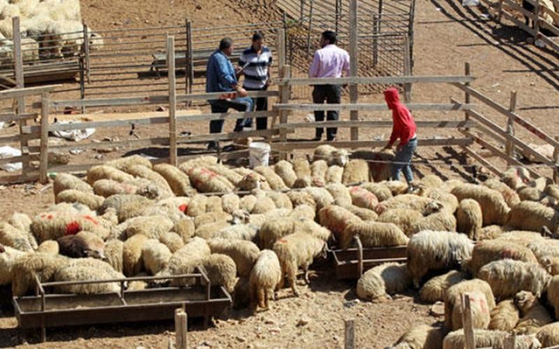 دعوة لضبط سوق استيراد الذبائح الحية