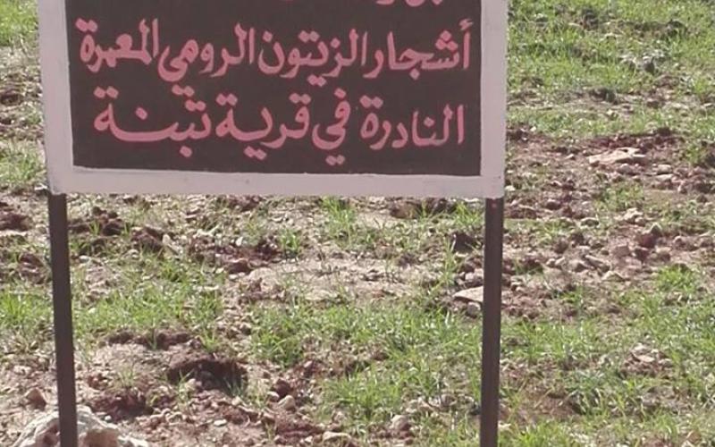 المحافظة على شجر الزيتون الرومي_تبنة