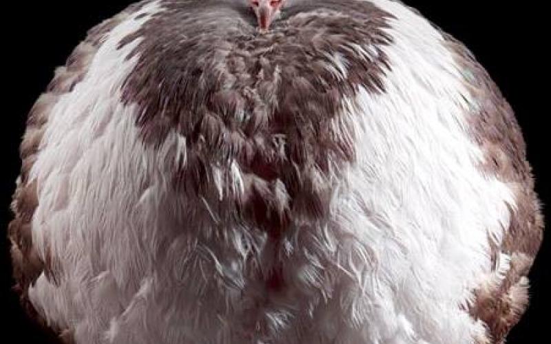 مسابقة لاختيار "ملكة جمال طيور الحمام" في الأردن