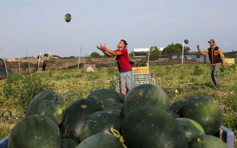 معيقات عديدة تنتظر زراعة المحاصيل الصيفية
