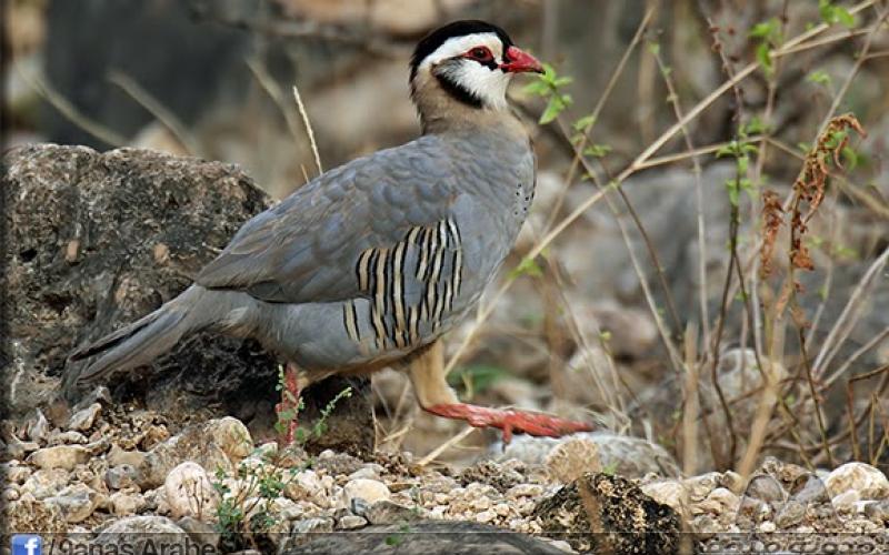 الملكية لحماية الطبيعة تطلق 600 طائر حجل بالمملكة
