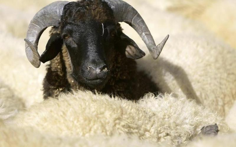 انخفاض ملموس على أسعار الأضاحي.. وتحديد مواقع الذبح في عمّان