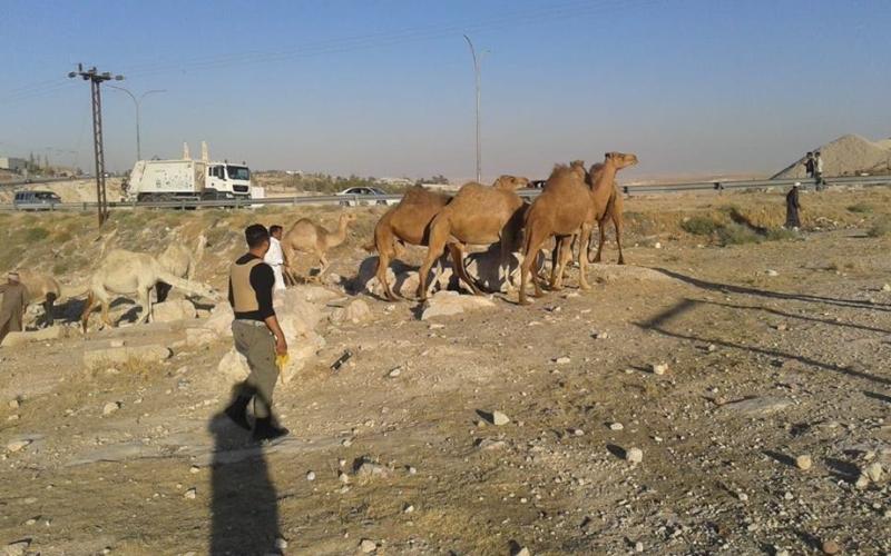 القبض على سارقي إبل .