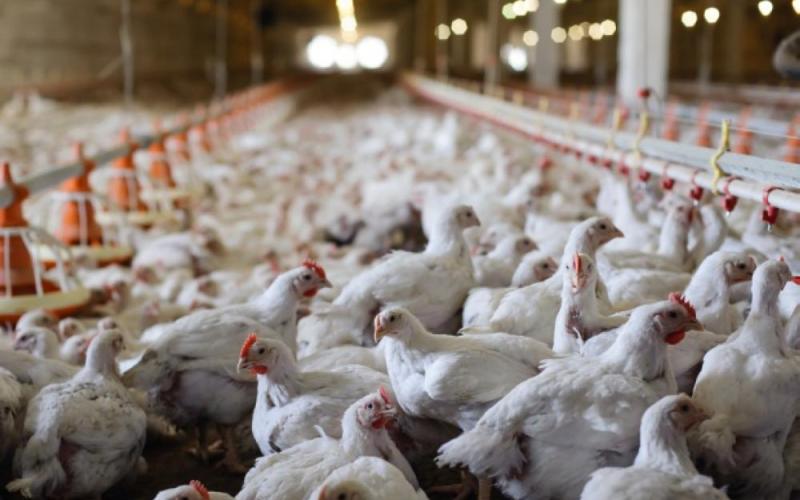 مزارع الدواجن تتجاوز الـ2000 حيازة وأكثرها في اربد