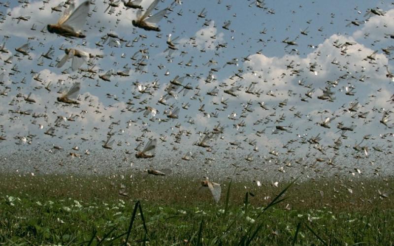 اسماء المناطق التي سيغزوها الجراد