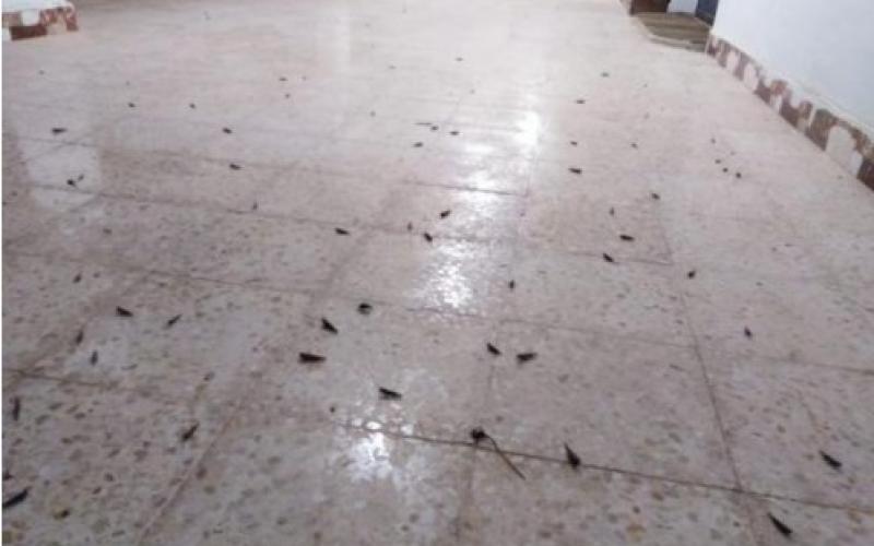 الزراعة توضح حقيقة الجراد في الازرق