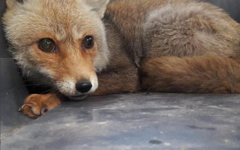 نقل 40 حيوانا برياً من غزة الى الأردن