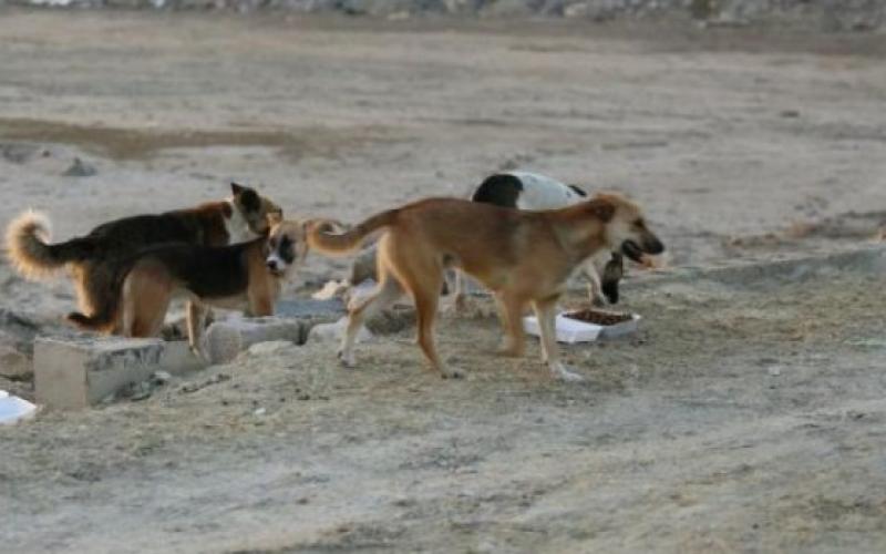 وفاة طفل جراء تعرضه للعقر والنهش من كلاب ضالة بالمفرق