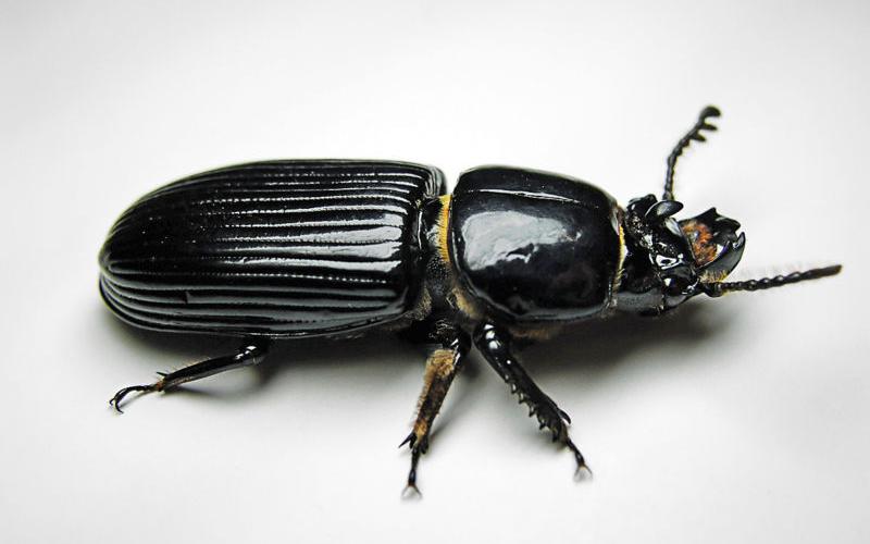 ماذا تعرف عن «الخنفساء» المنتشرة في الأردن ؟