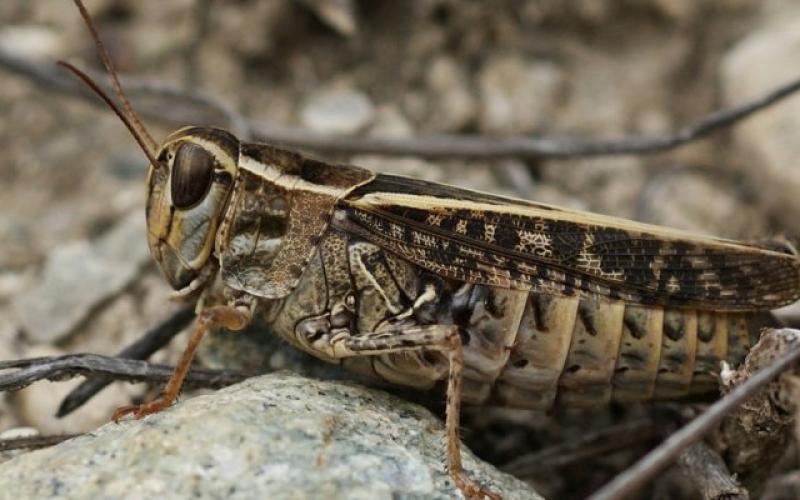 طقس العرب: توقع وصول المزيد من الجراد للمملكة