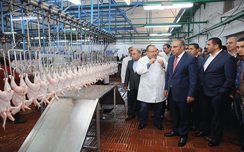 5898 راس من الابقار والأغنام و263 الف من الدواجن ذبحيات مسلخ الأمانة منذ بداية رمضان