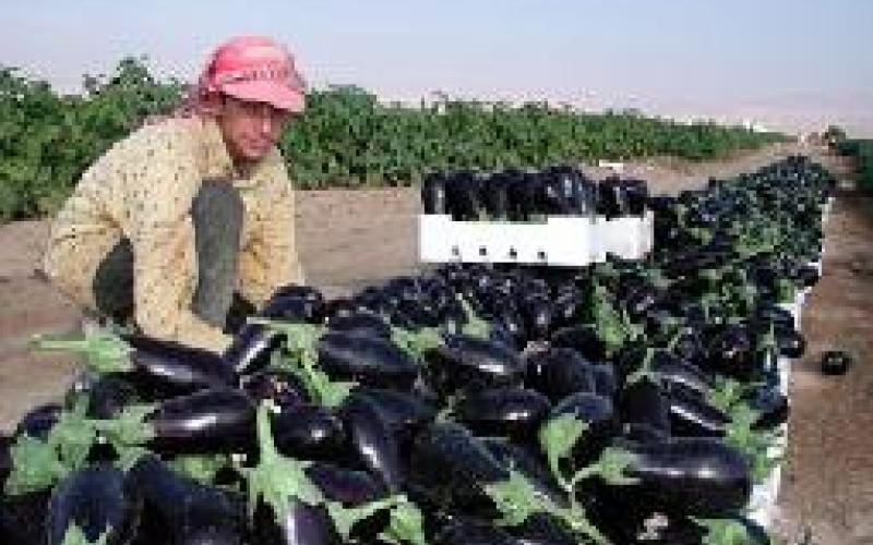 مزارعون يهددون بالاعتصام احتجاجا على أسس استقدام العمالة الوافدة