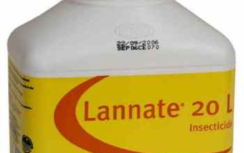 "اللانيت" سم طليق في الأسواق