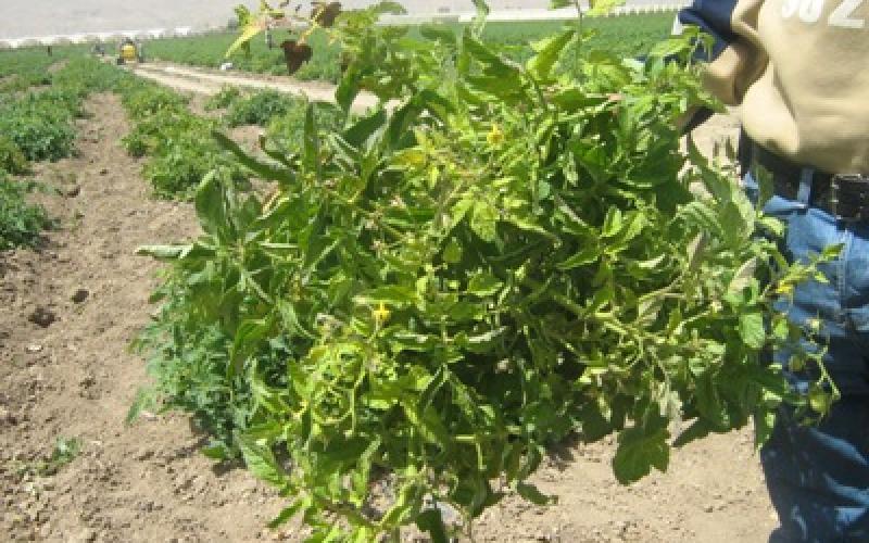 20 مزارعا يطرقون باب وزارة الزراعة طلبا للتعويض
