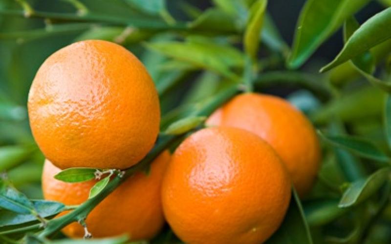 مزارعون في الاغوار يقتلعون اشجار الحمضيات