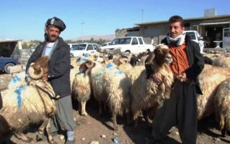 تحذيرات من ارتفاع أسعار الأضاحي بسبب التصدير