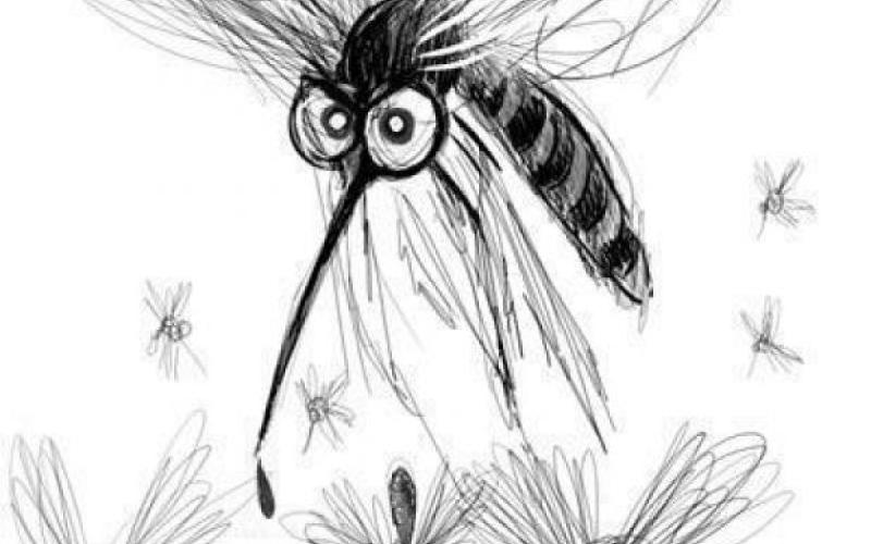 مدونة محمد علي: أنواع الناموس